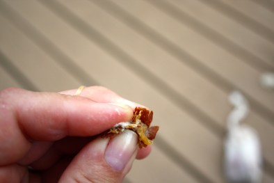 soap nuts with life left